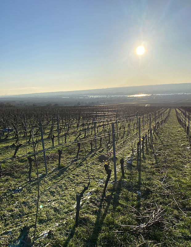 Weingut Theo Abel