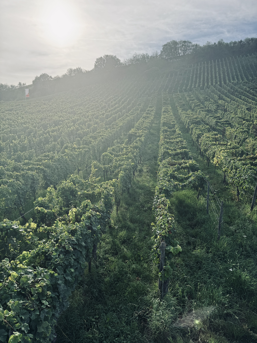 Weingut Schätzel