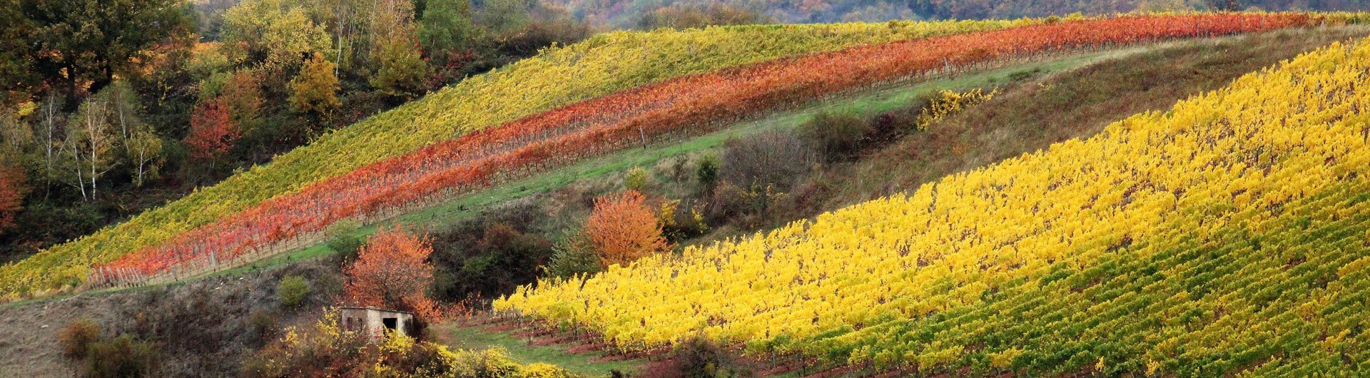 Weingut Arno Merz