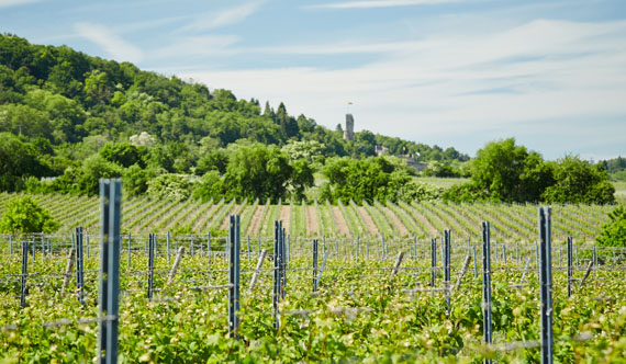 Weingut Heinrich Vollmer