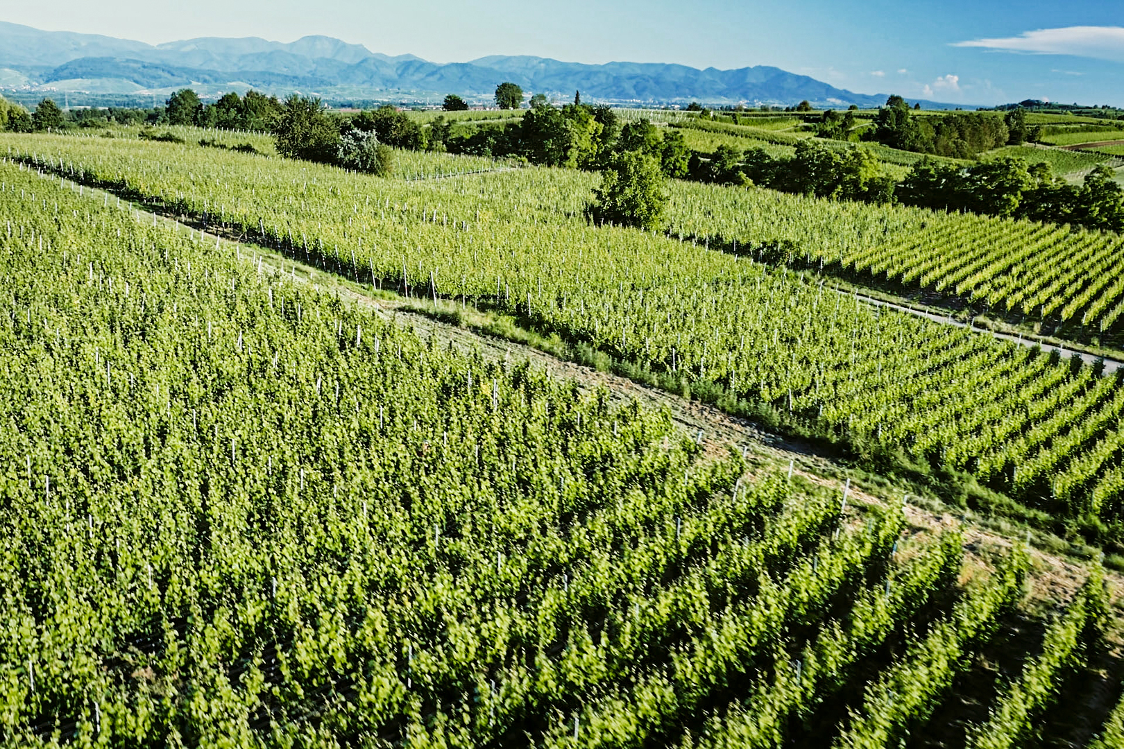 Weingut Bärmann