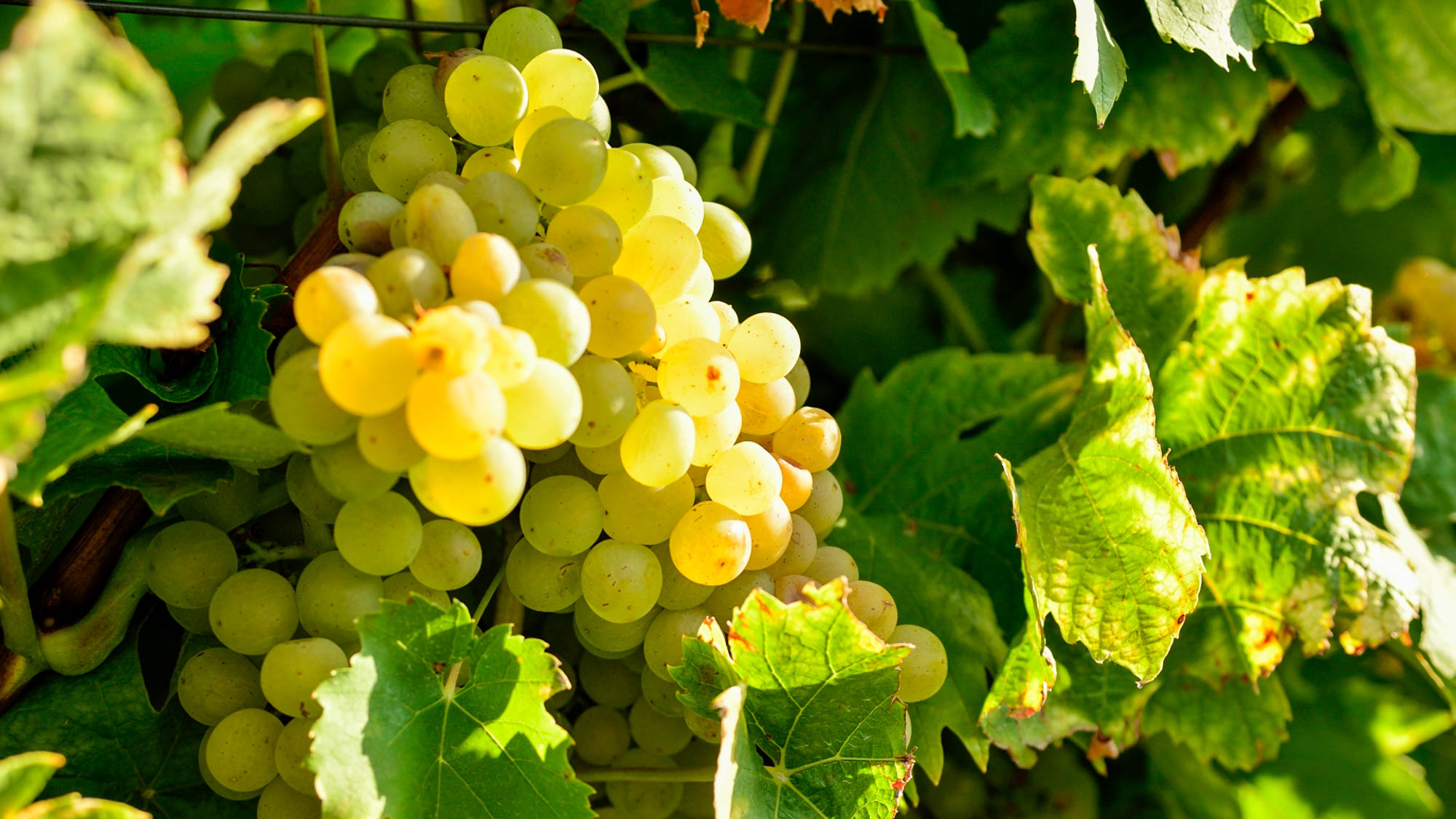 Weingut Norbert Brecht