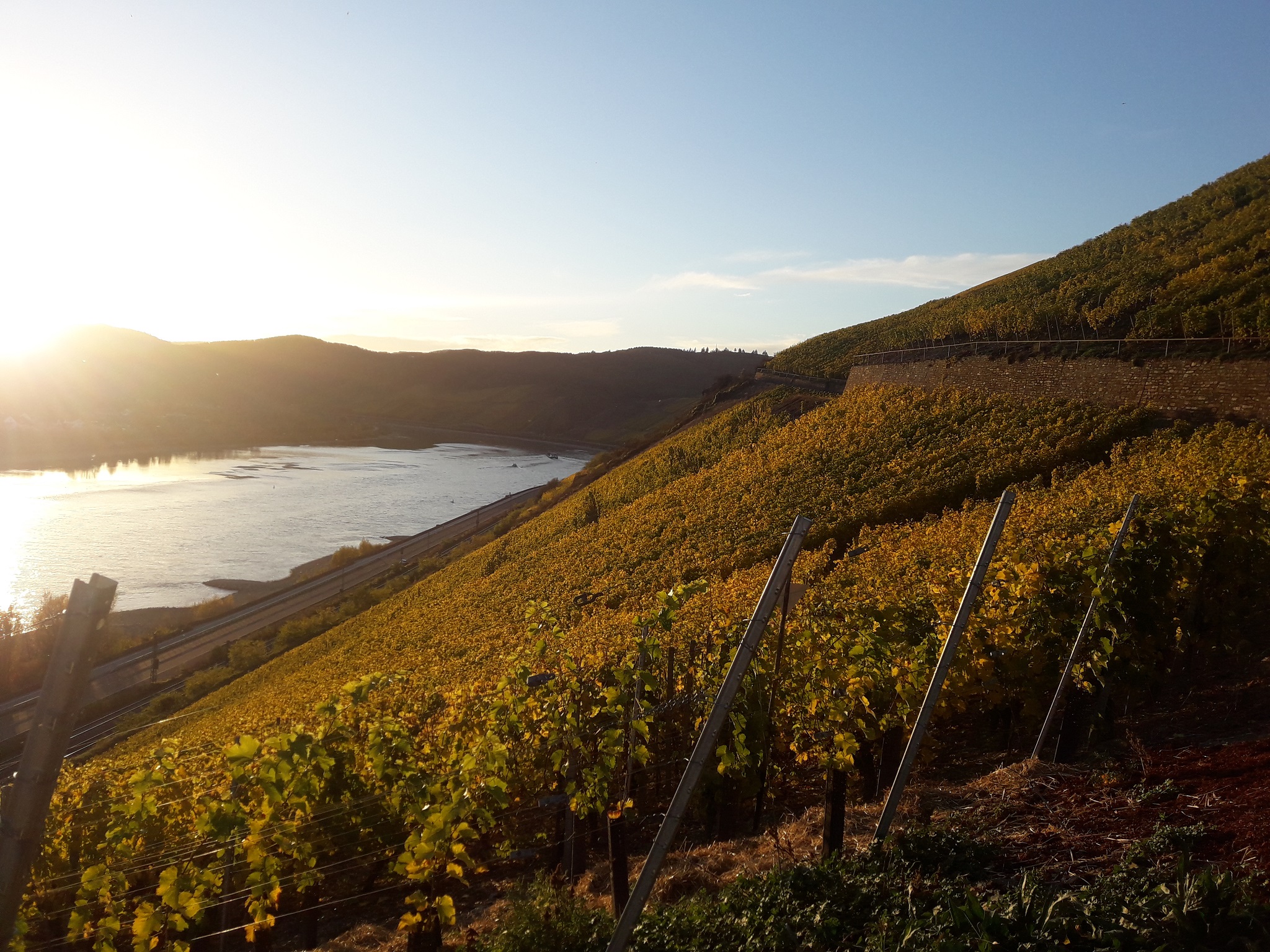 Weingut Volk