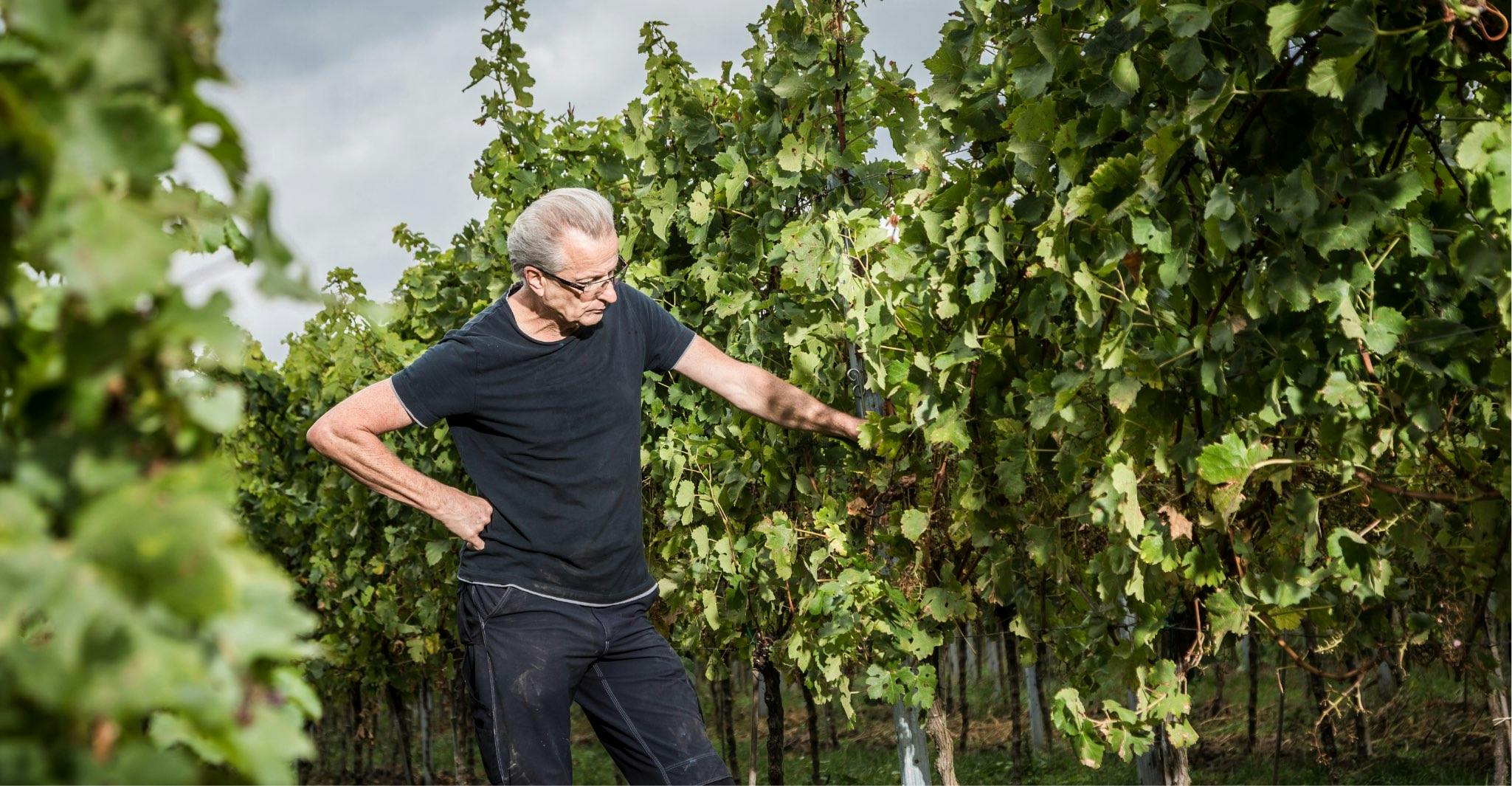 Weingut Marienhof