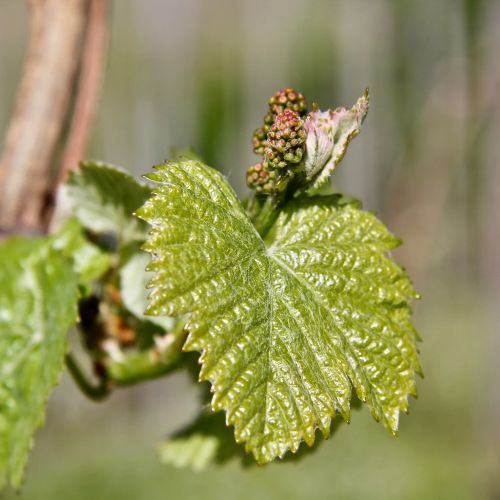 Weingut H.P. Schreiner