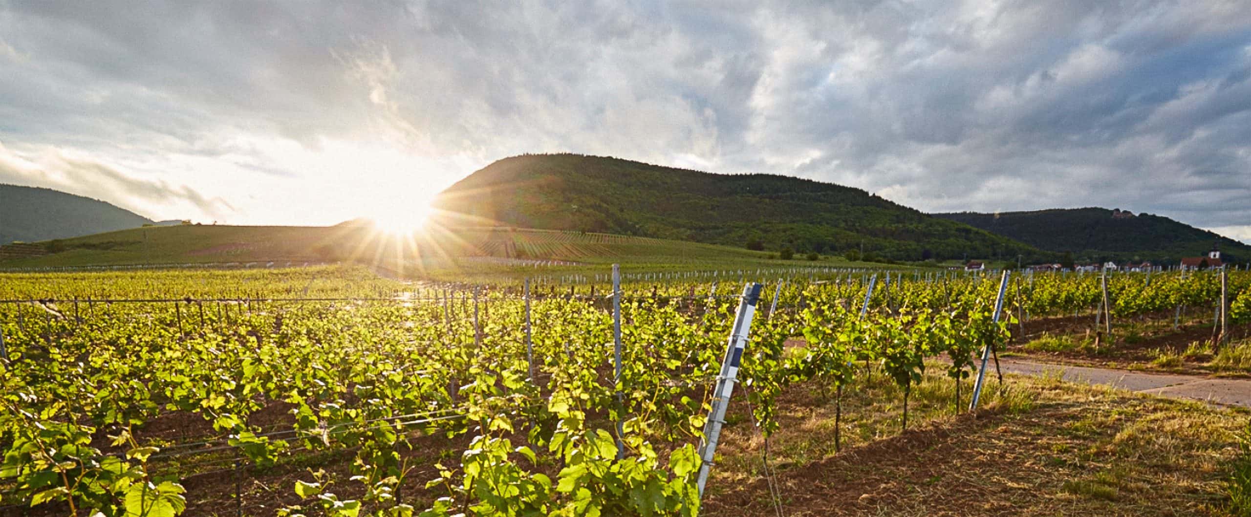 Weingut Klein