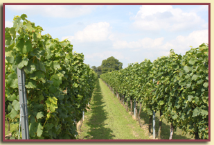 Sekt- und Weingut Harald Fath