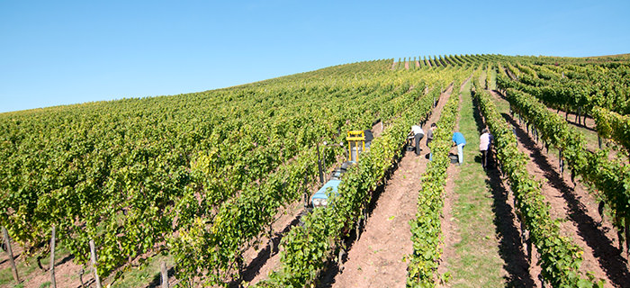 Weingut Wolfgang Venter