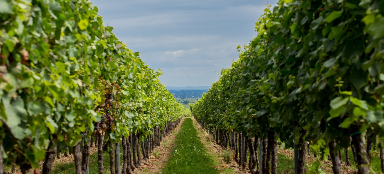 Weingut Edel-Brauch