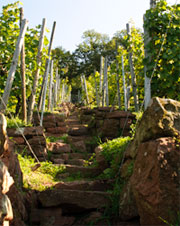 Weinbau Möckl