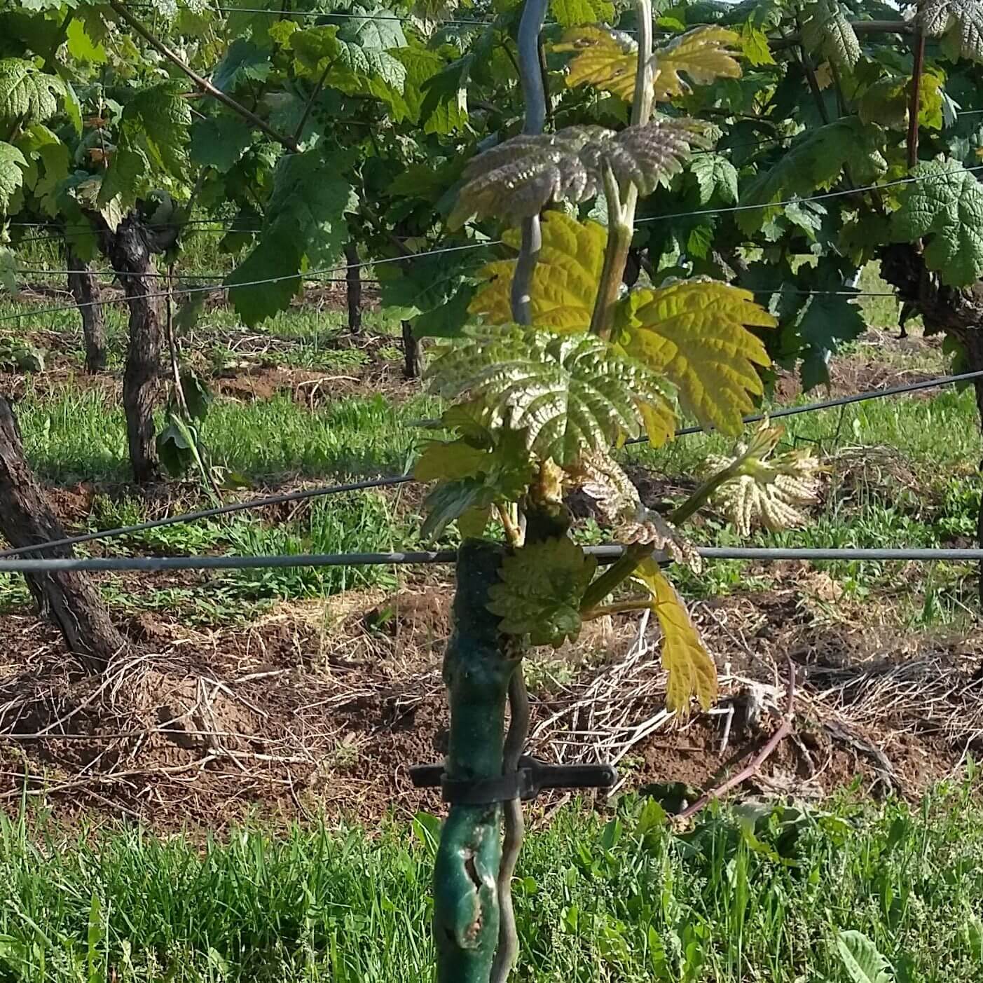 Weingut Willi Menk