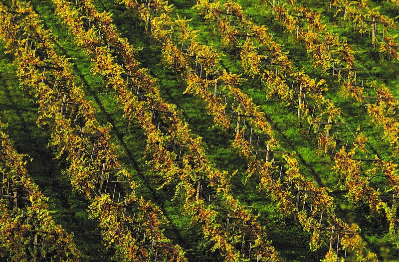 Weingut Iselin