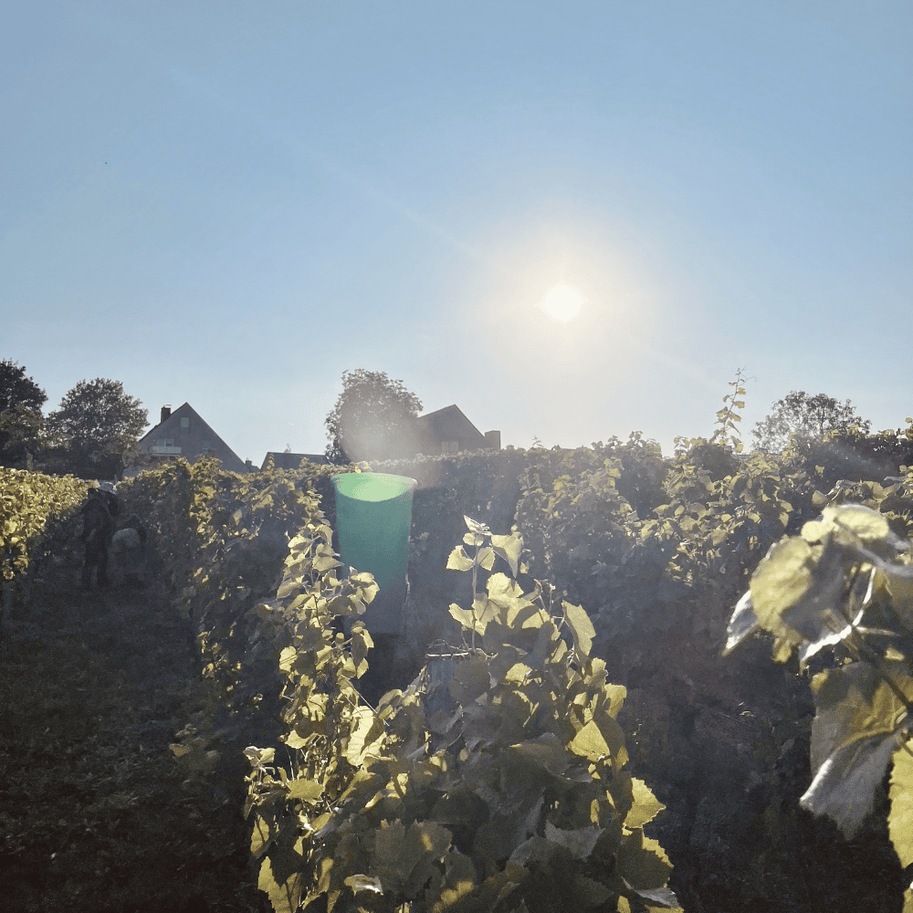 Weingut Stenner