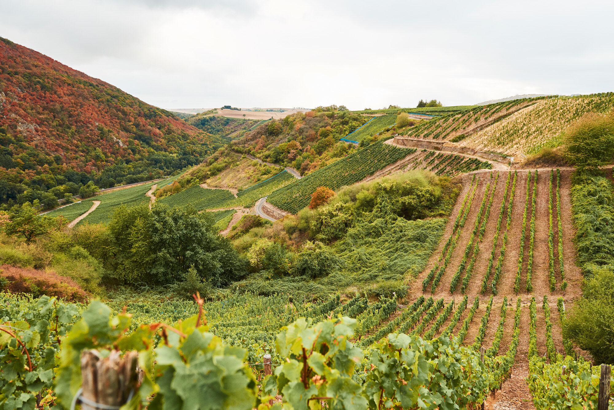 Weingut Gabelmann