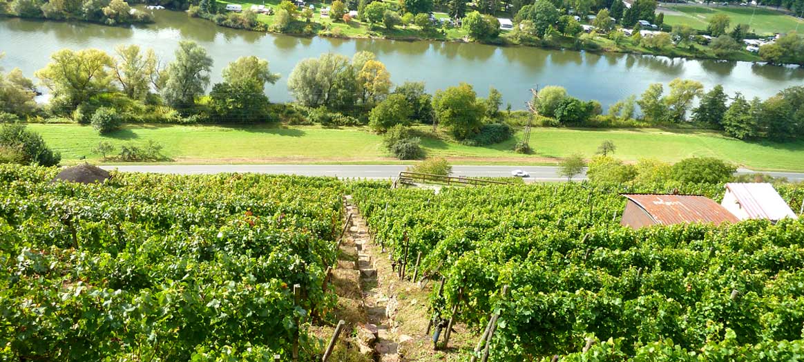 Weinbau Reis