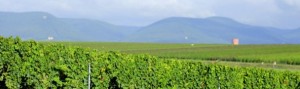 Weingut Hörner