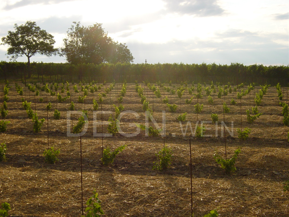 Degn.wein
