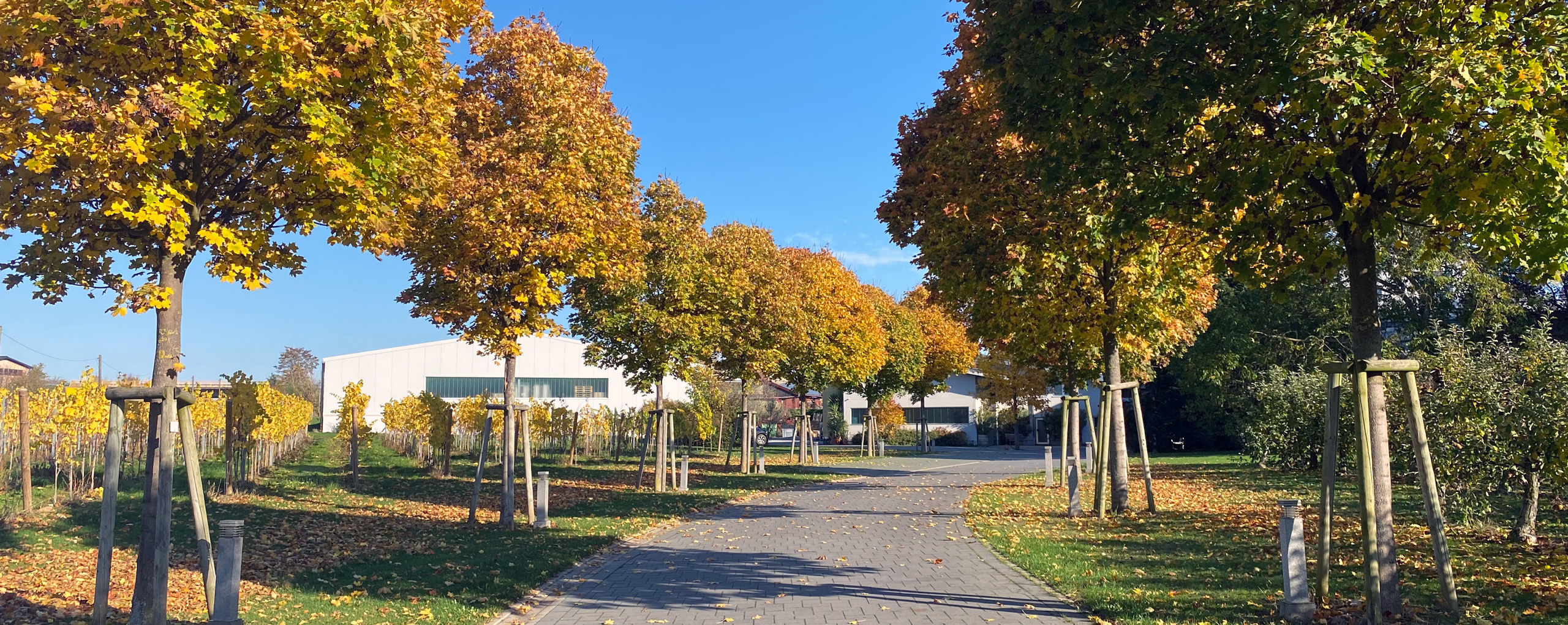 Weingut Knöll & Vogel