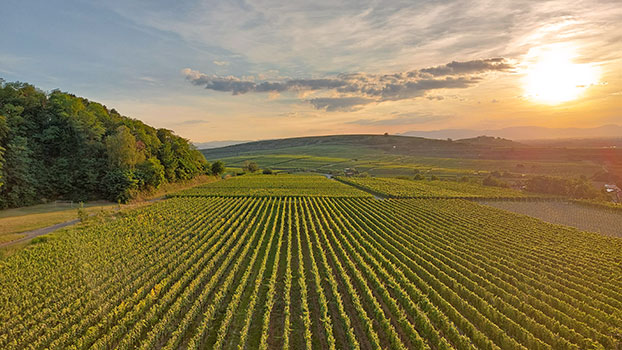 Weingut Birmelin