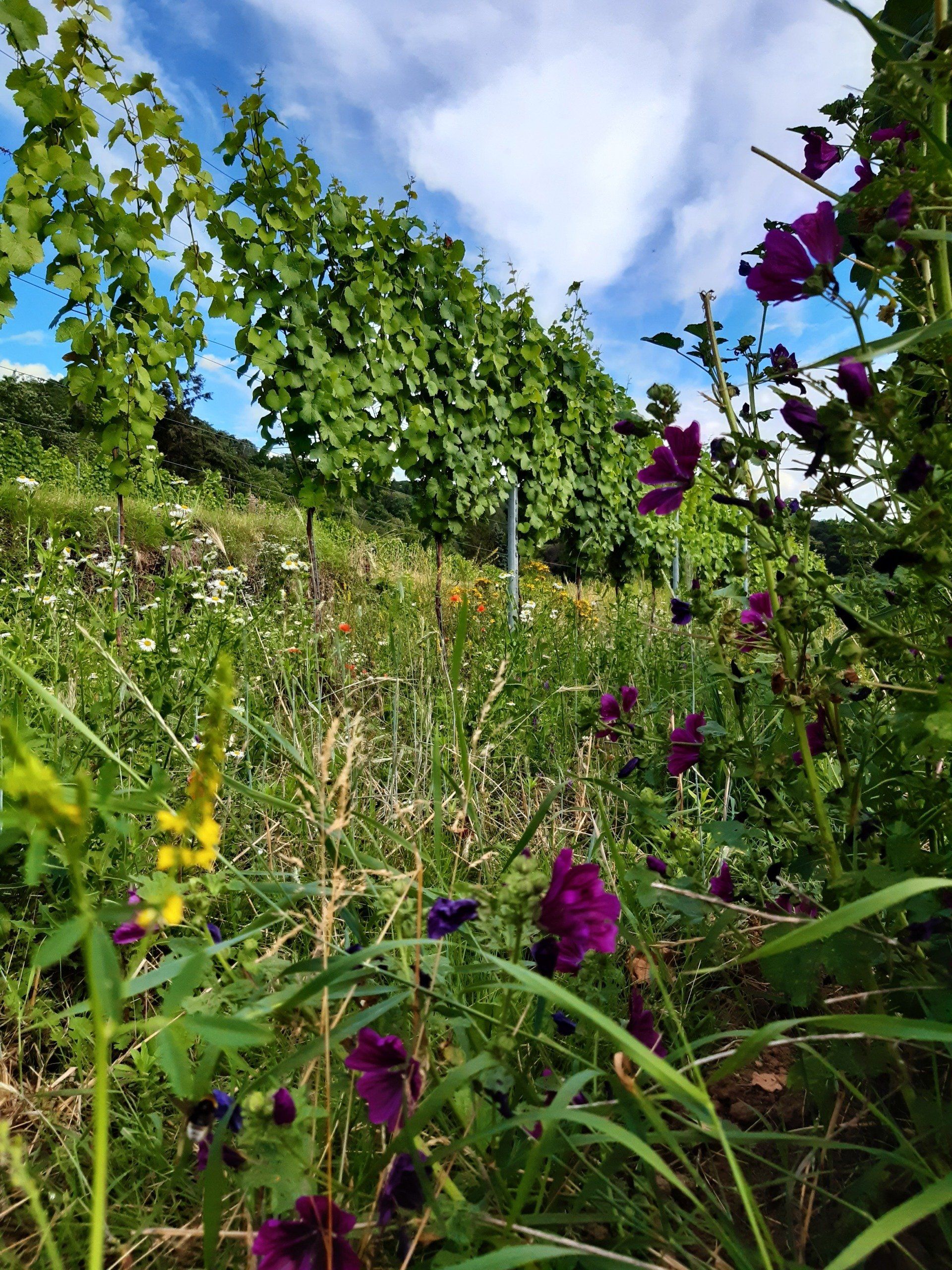 Weingut Teutsch