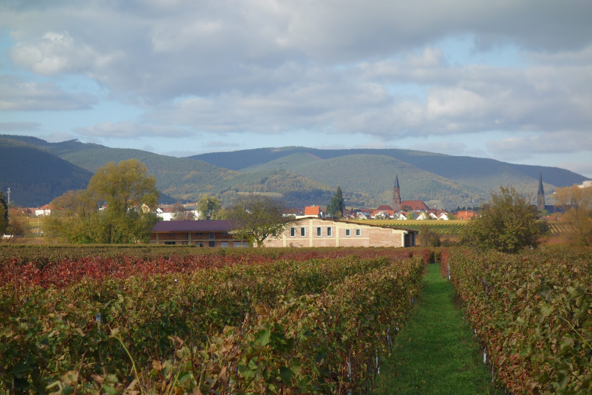 Weingut Schreiner & Sohn