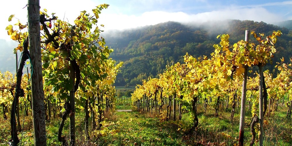 Weingut Rumsauer