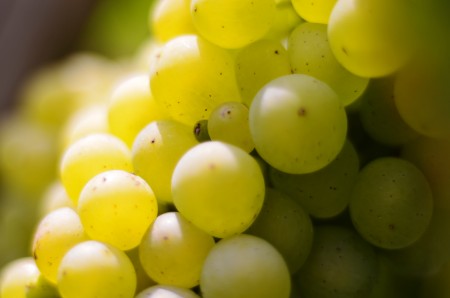 Ferienweingut Karl Göbel