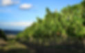 Bio-Weingut Diehlmann