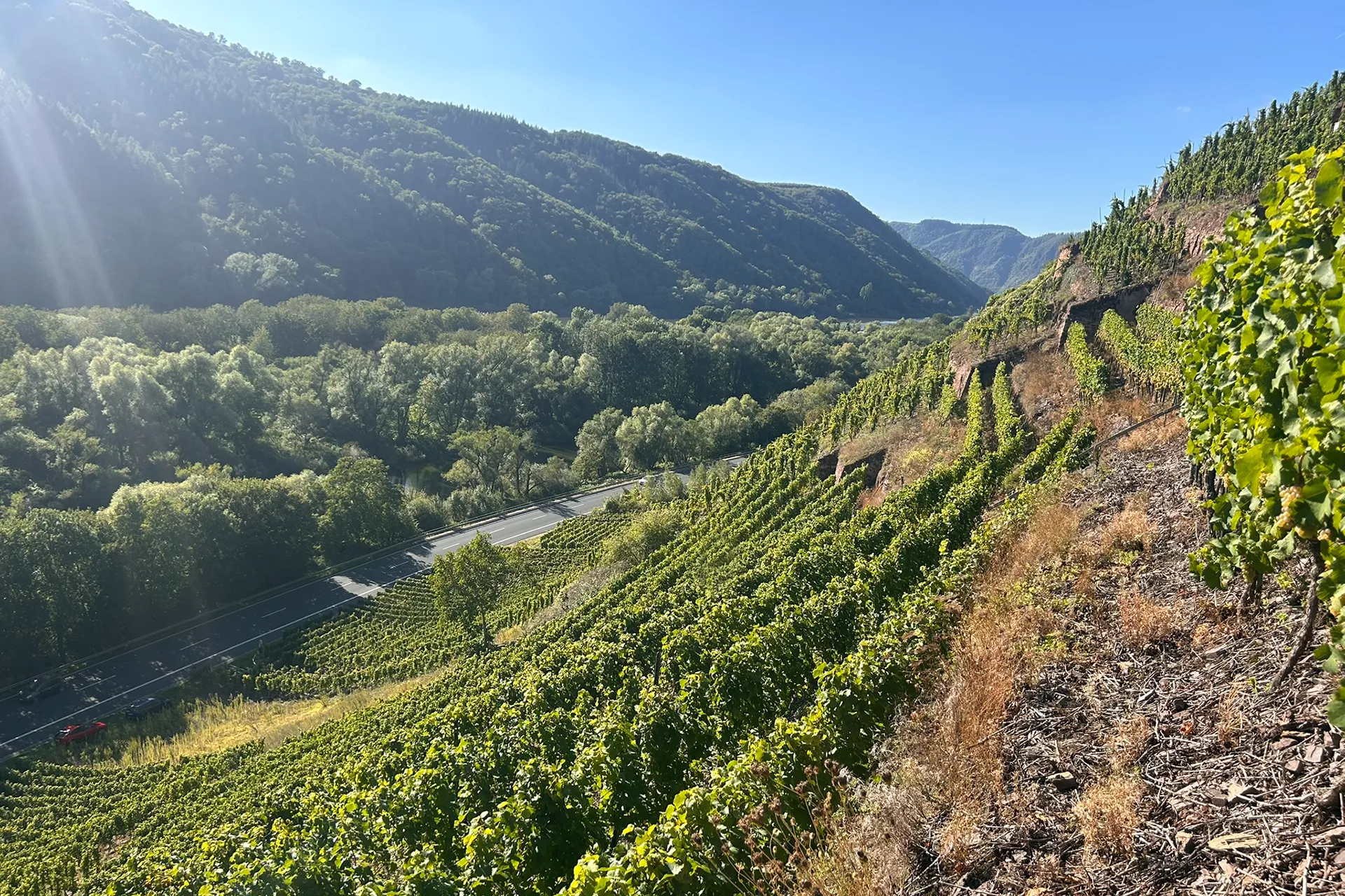Weingut Andre