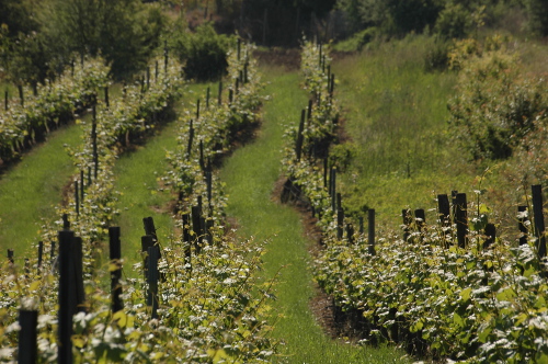 Weingut Häußer