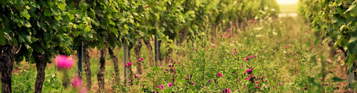 Weingut Merkel