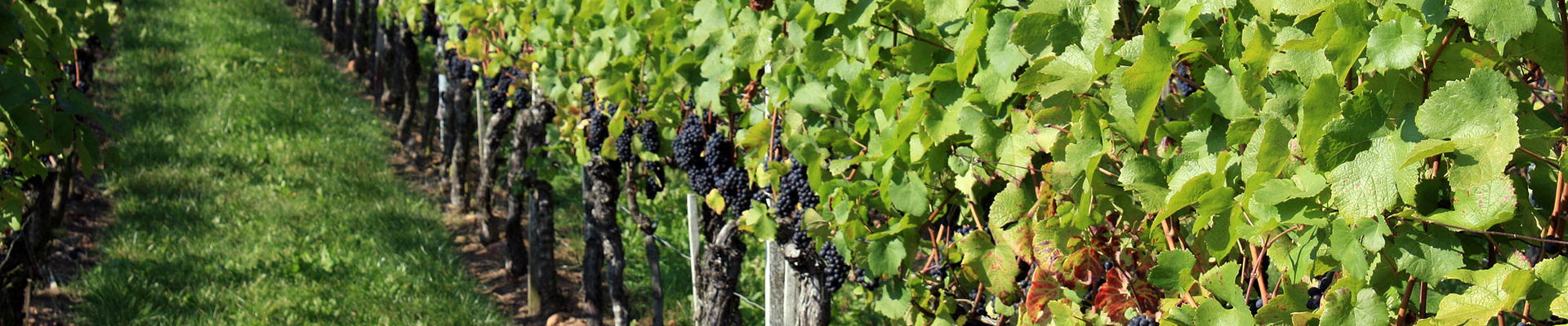 Weingut Josef Walter