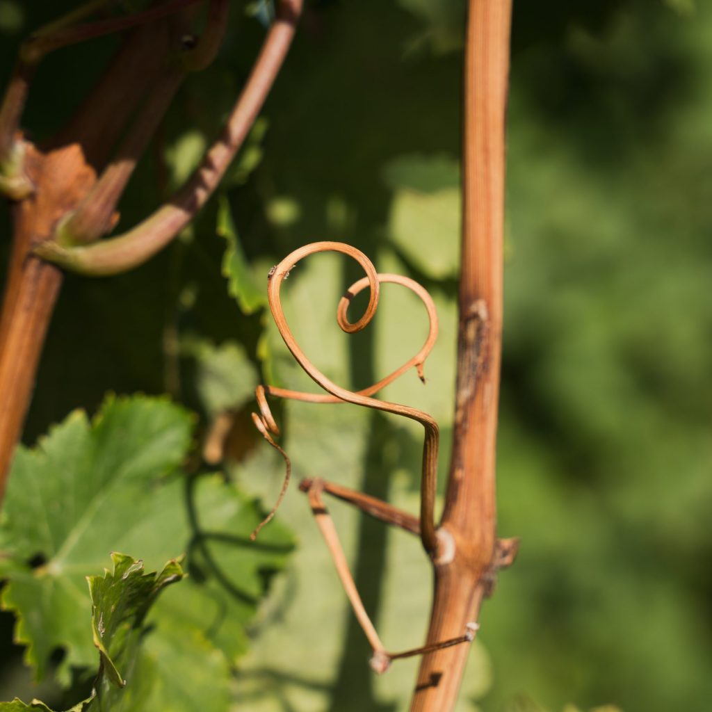 Bioland Weingut Yvonne Sommer