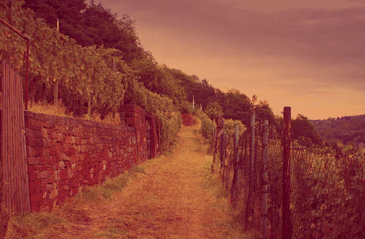 Weinbau Philip Bernard