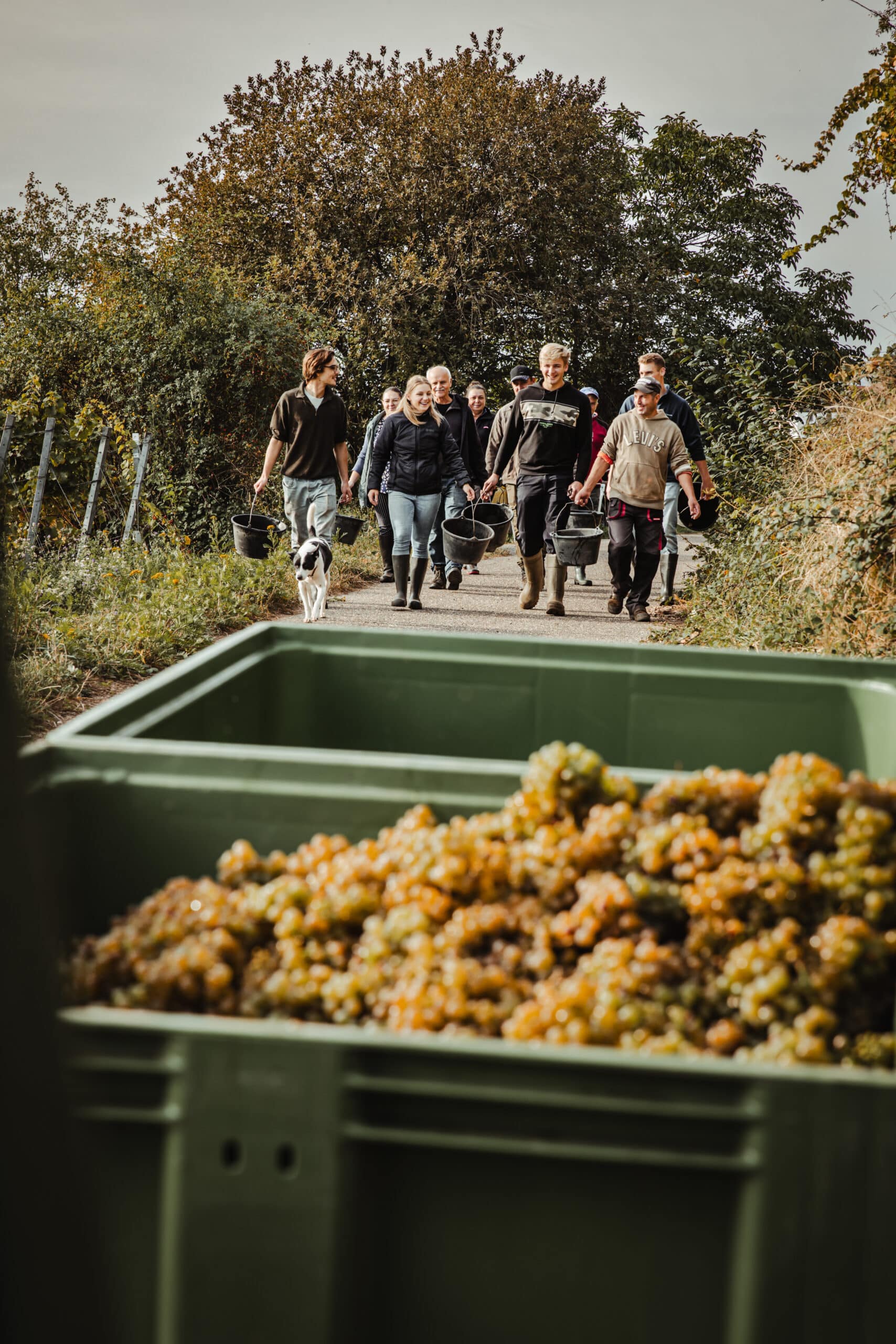 Weingut Sauer