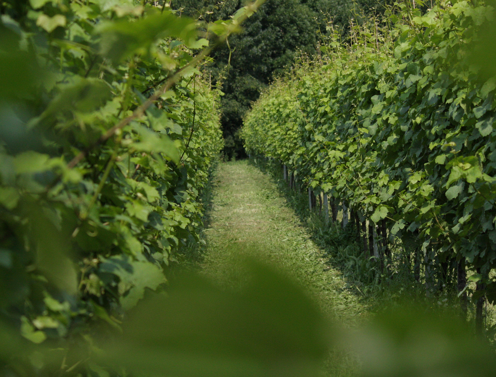 Weingut Lentes