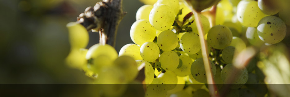 Weinmanufaktur Porten-Becker