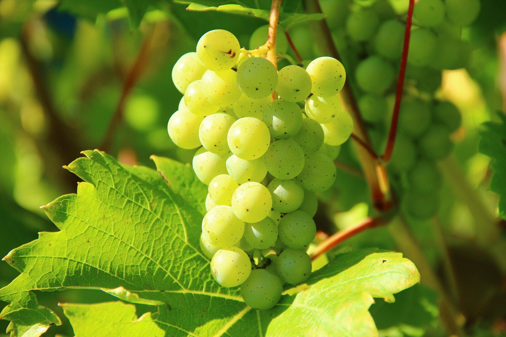 Weingut Bollig-Lehnert