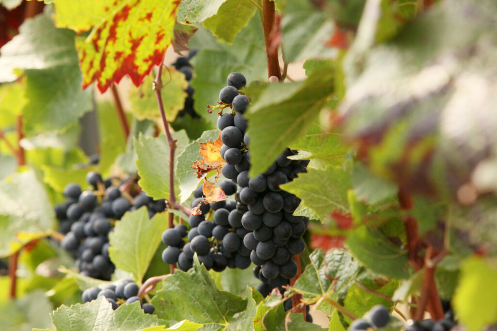 Weingut Kruppenbacher