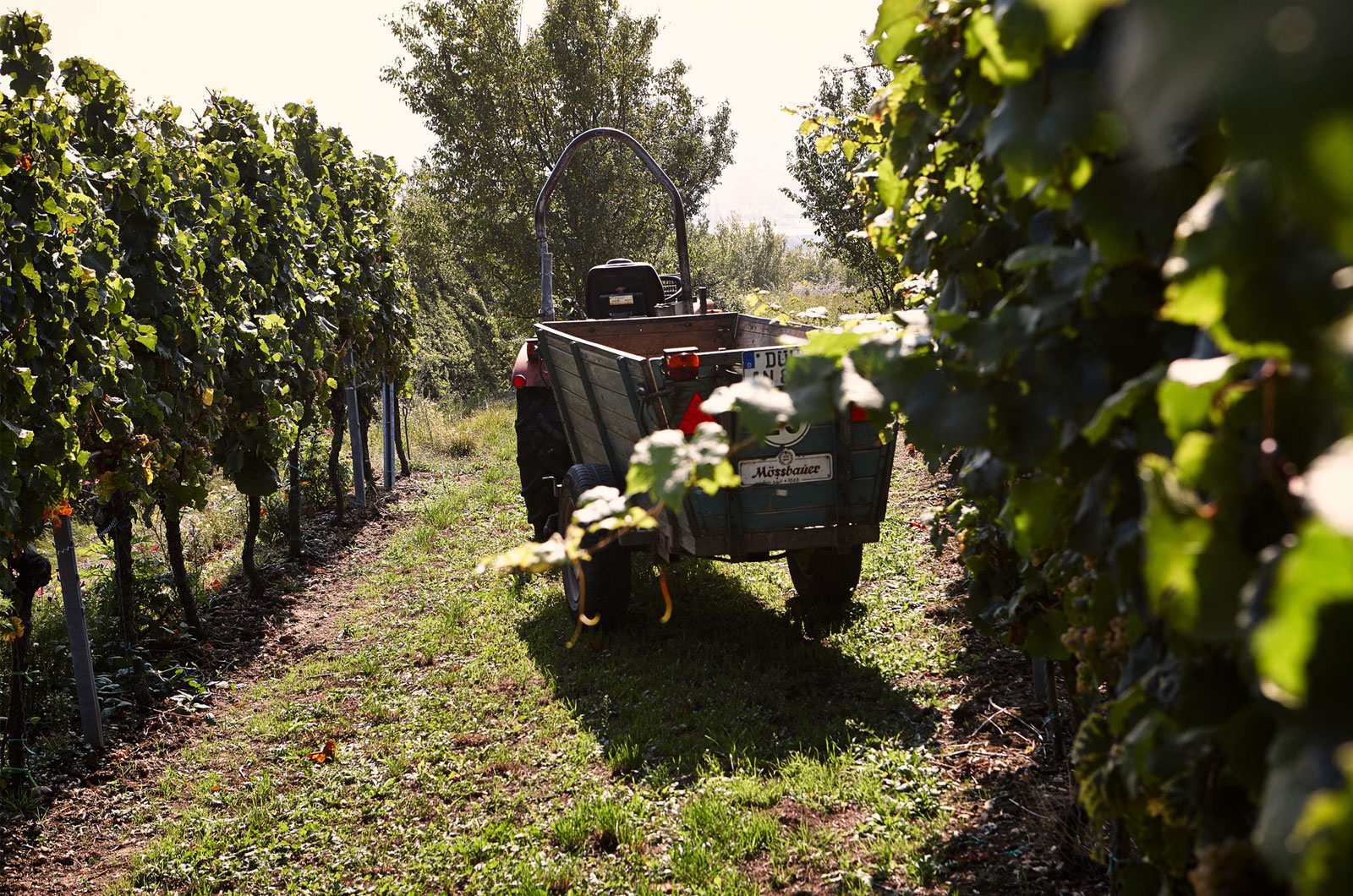 Weingut Darting, Inh. Helmut Darting