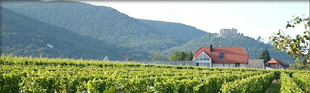 Weingut Kriegshäuser