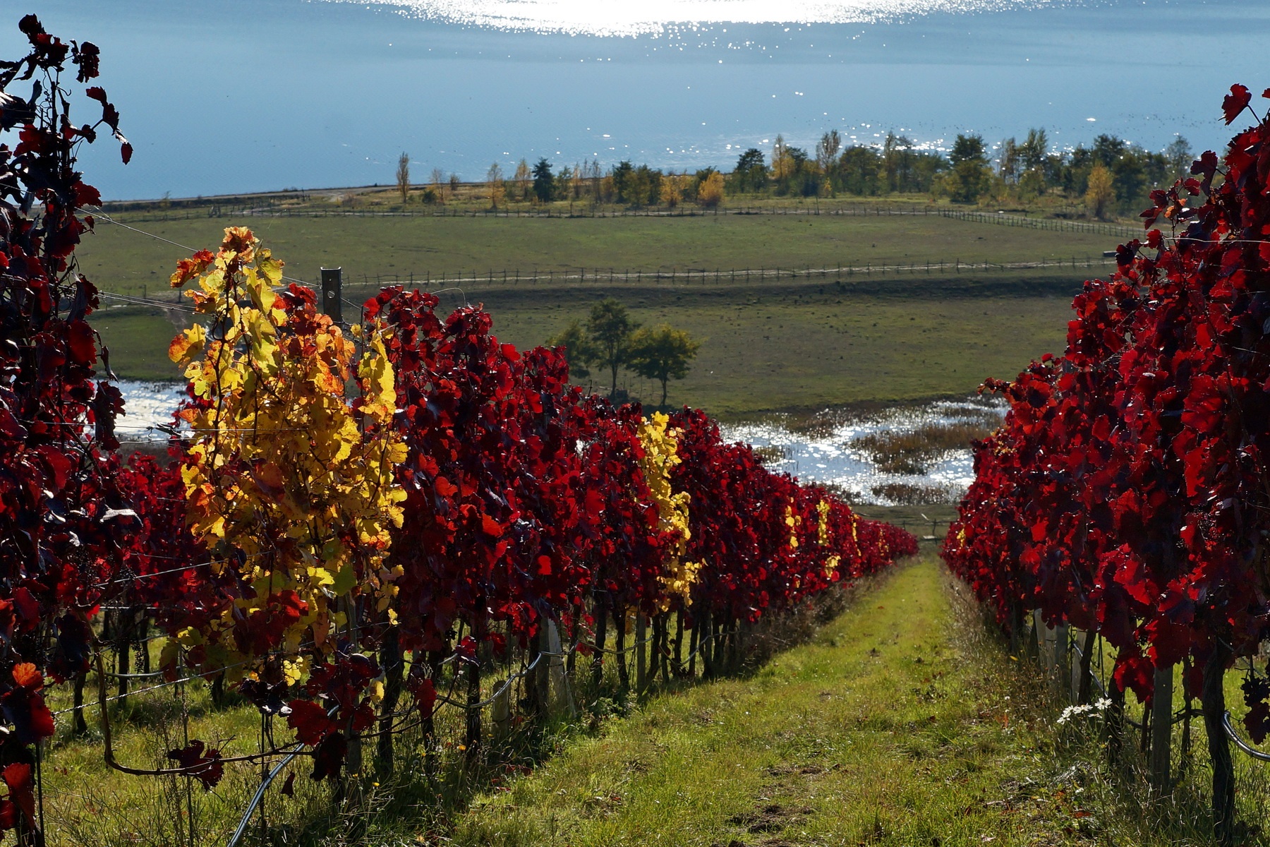 Weinbau am Geiseltalsee