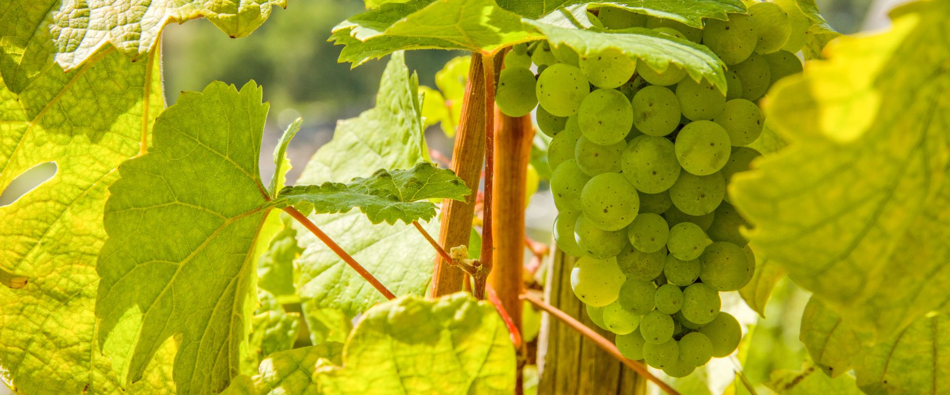 Weingut Beuter