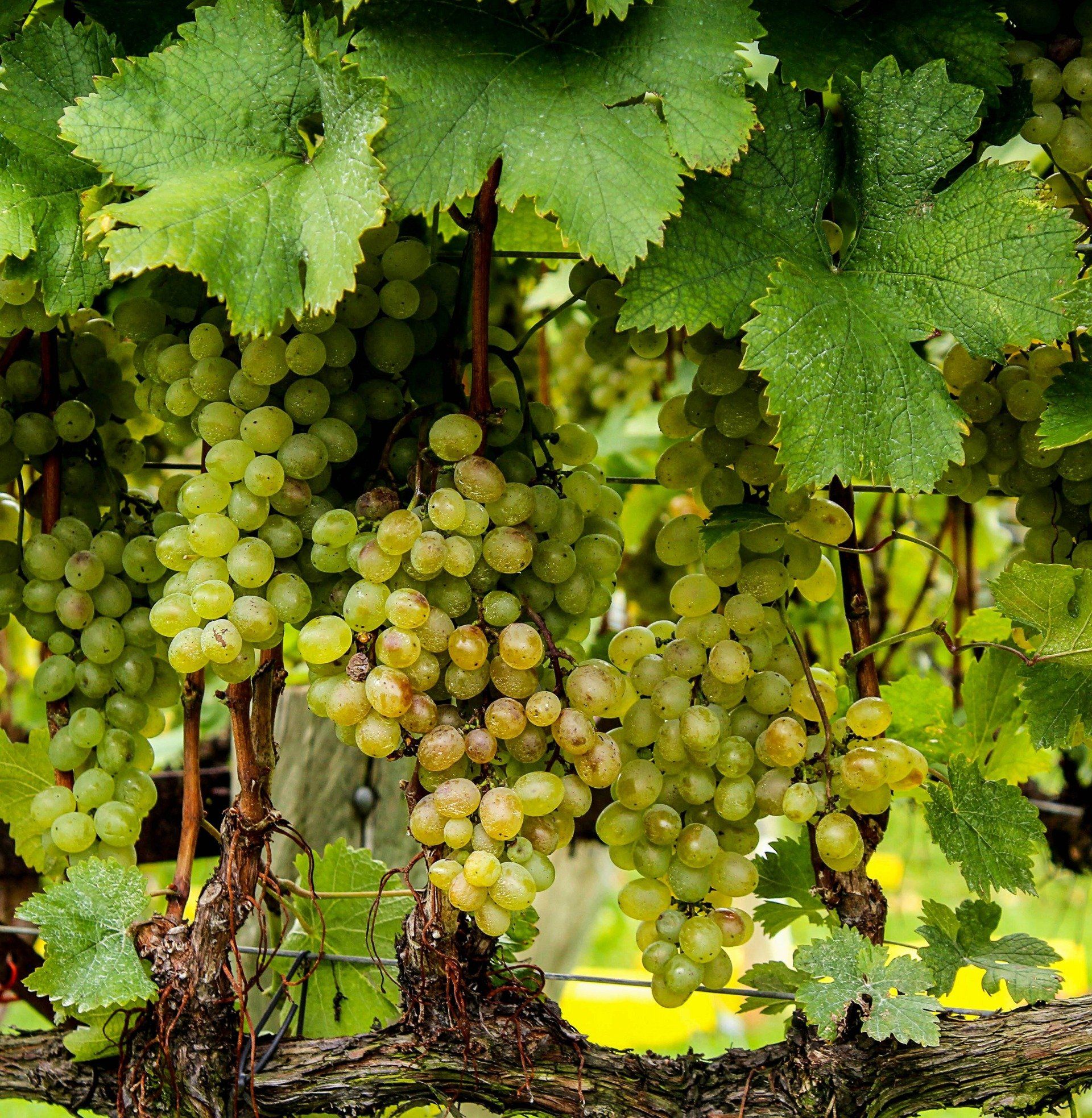 Weingut am Honigberg