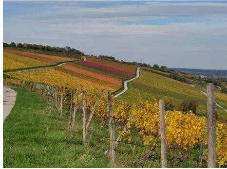 Weingut Brüder Dr. Becker