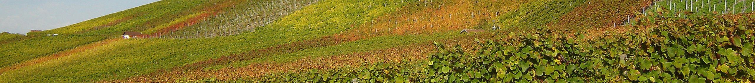 Weingut Sadlo