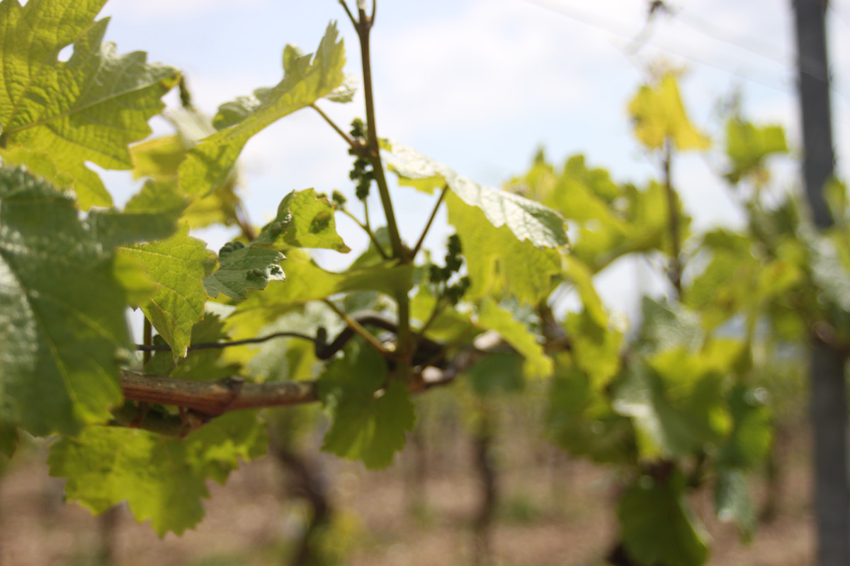 Weingut Hans Bausch