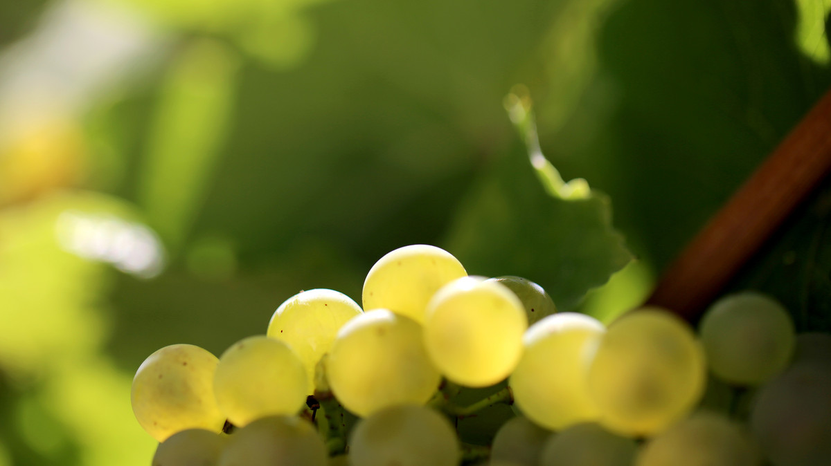 Weingut Pfeffingen