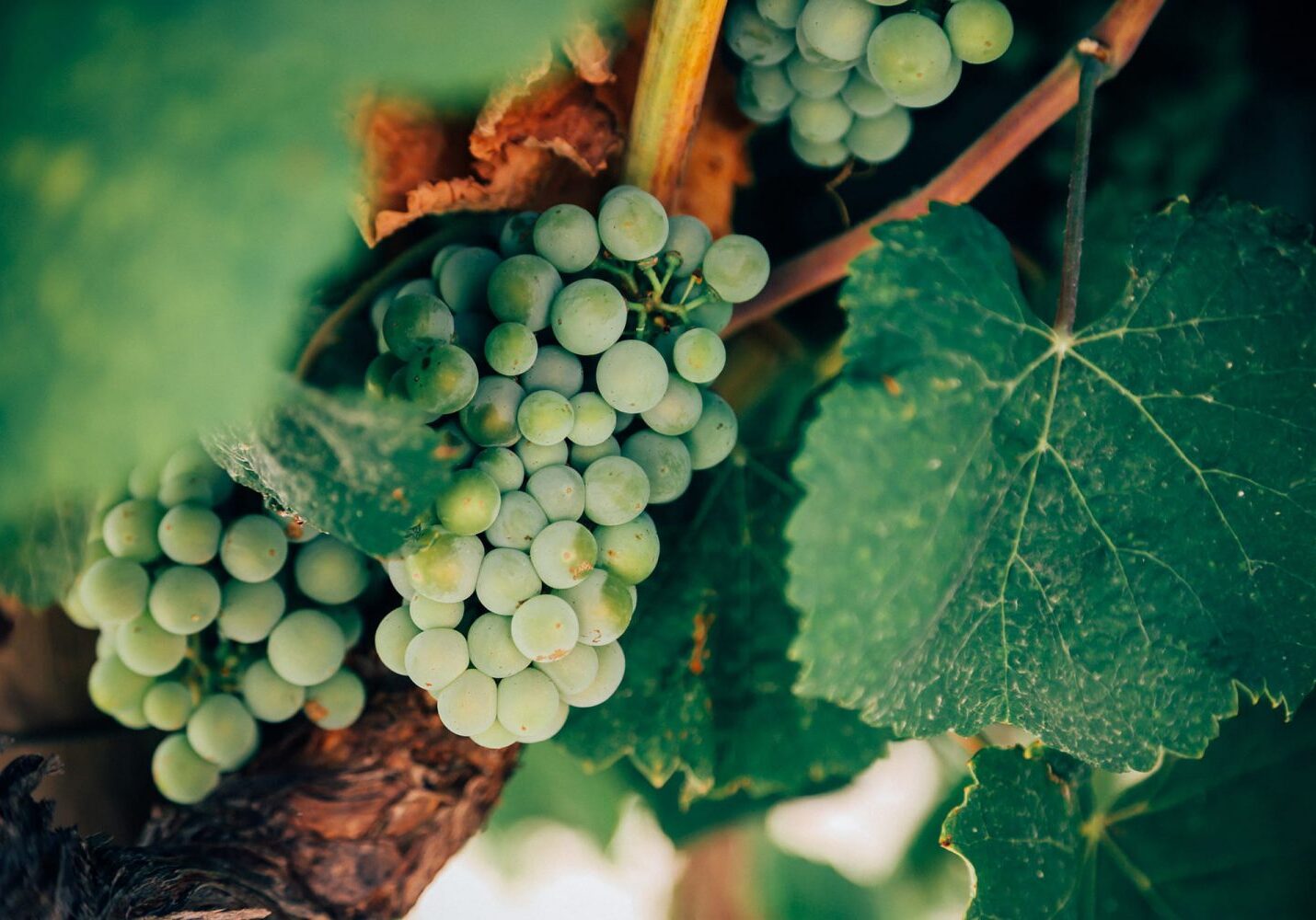 Politschek Weingut & Brennerei