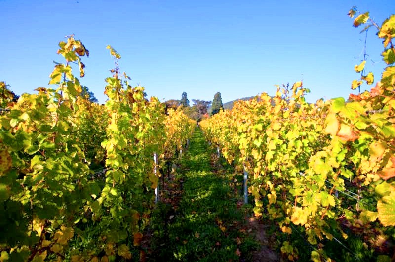 Weingut Dr. Fritz Herberger